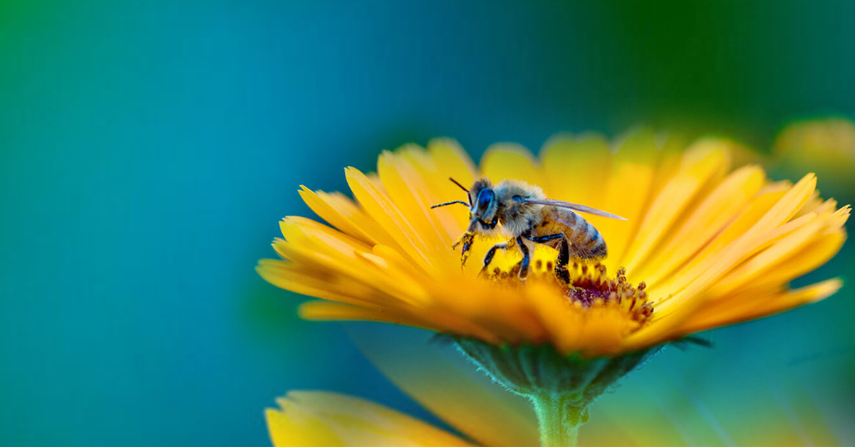 Les abeilles et le changement climatique