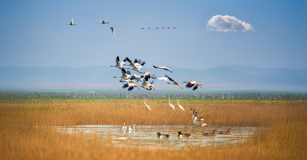 International Bird Day: Let Them Fly, Not Die